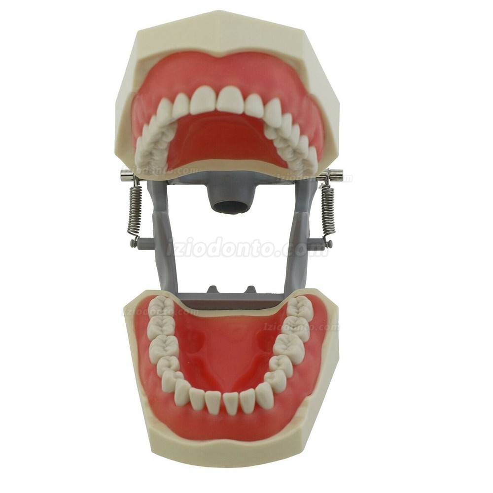 Dental restaurador Typodont modelo 32pcs dentes M8030 compatível com Columbia 860